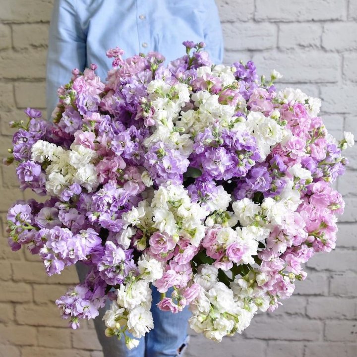 Облако маттиол в Кургане