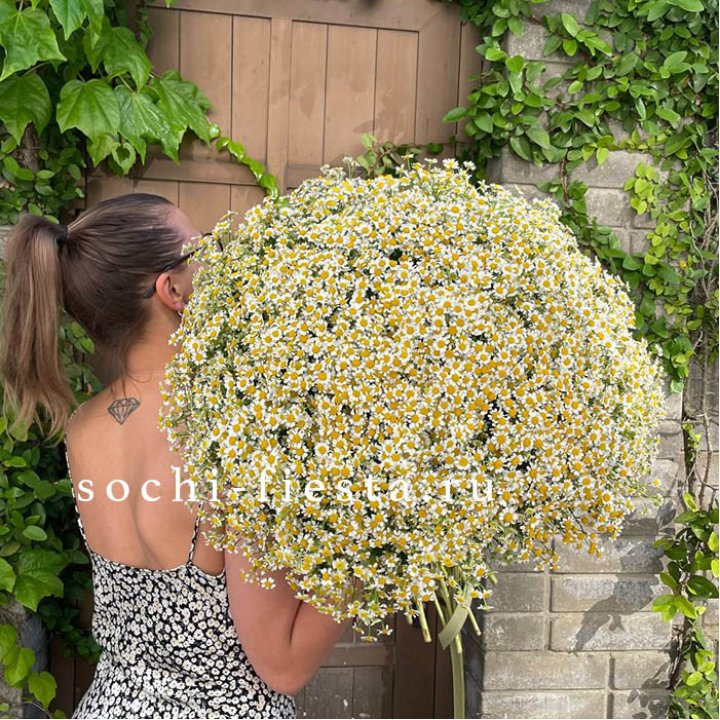 101 ромашка в Кургане