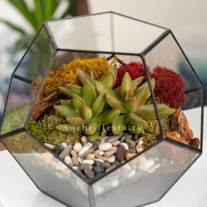 Флорариум “Додекаэдр” с суккулентом Седум в Кургане