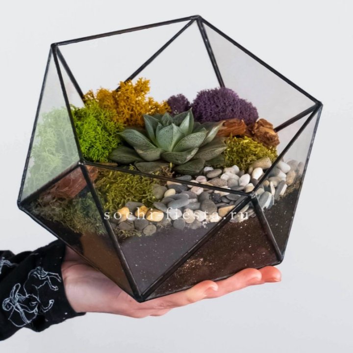 Флорариум “Икосаэдр” с суккулентом Каменная Роза в Кургане