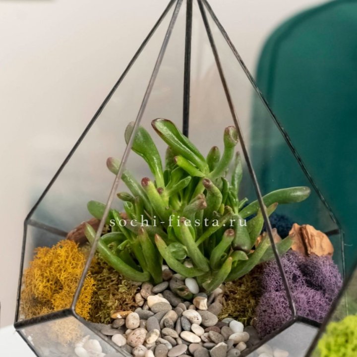 Флорариум “Капля” с суккулентом Крассула Хоббит в Кургане