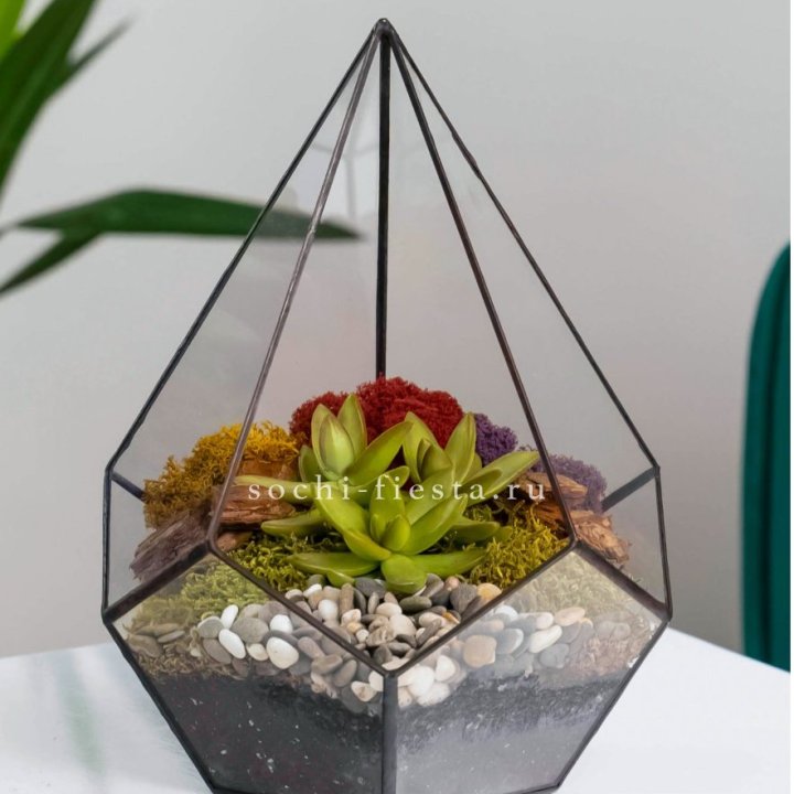 Флорариум Капля с суккулентом в Кургане