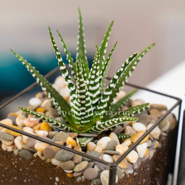 Флорариум Кубик с суккулентом Хавортия в Кургане