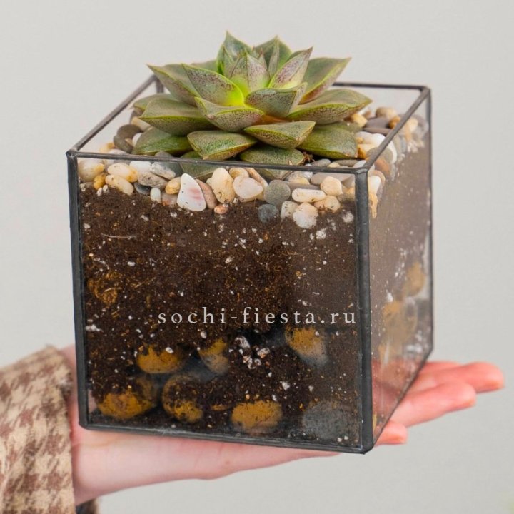 Флорариум Кубик с суккулентом Каменная роза в Кургане
