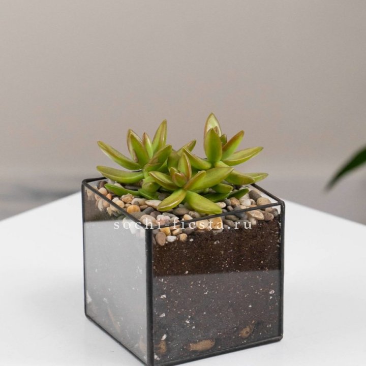 Флорариум Кубик с суккулентом Седум в Кургане