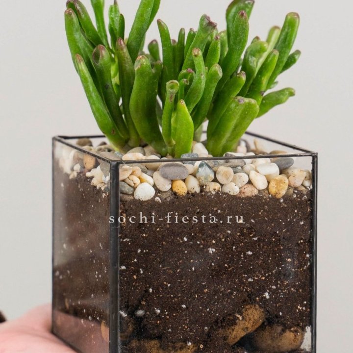 Флорариум Кубик с суккулентом Хоббит в Кургане