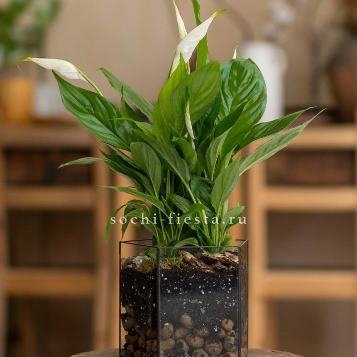 Спатифиллум в кашпо Пятиугольник в Кургане