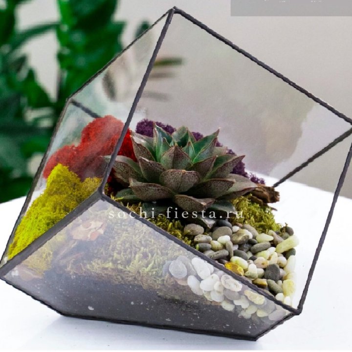 Флорариум Куб усеченный с суккулентом Каменная роза в Кургане