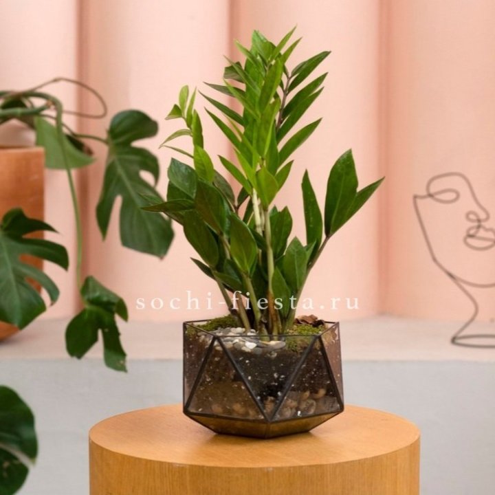 Замиокулькас в кашпо Икосаедр в Кургане