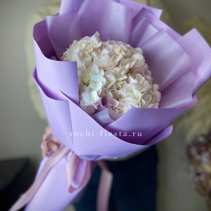 Гортензия розовая в Кургане