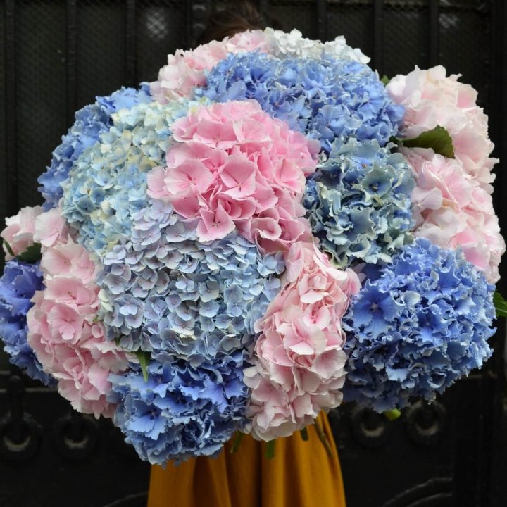 Букет гортензий "Фонтан" в Кургане