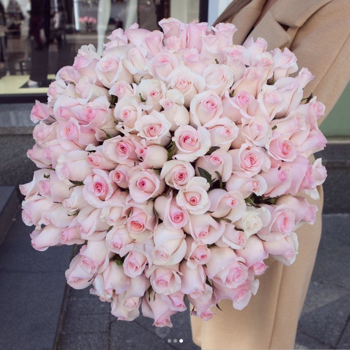 Розы "Пинк бум" в Кургане