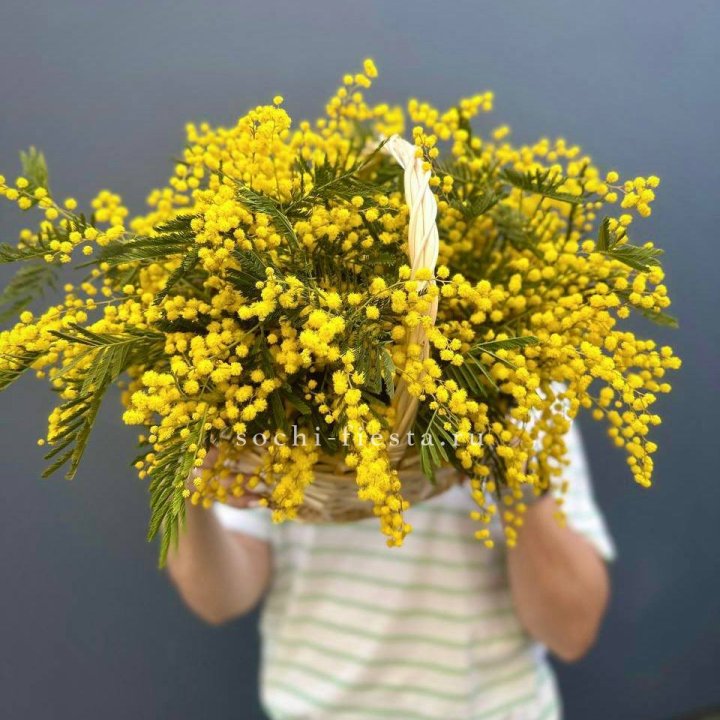 Весенняя корзина мимозы в Кургане