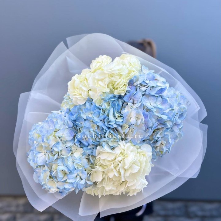 5 бело-голубых гортензий в Кургане