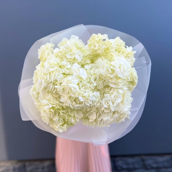 7 белых гортензий в Кургане