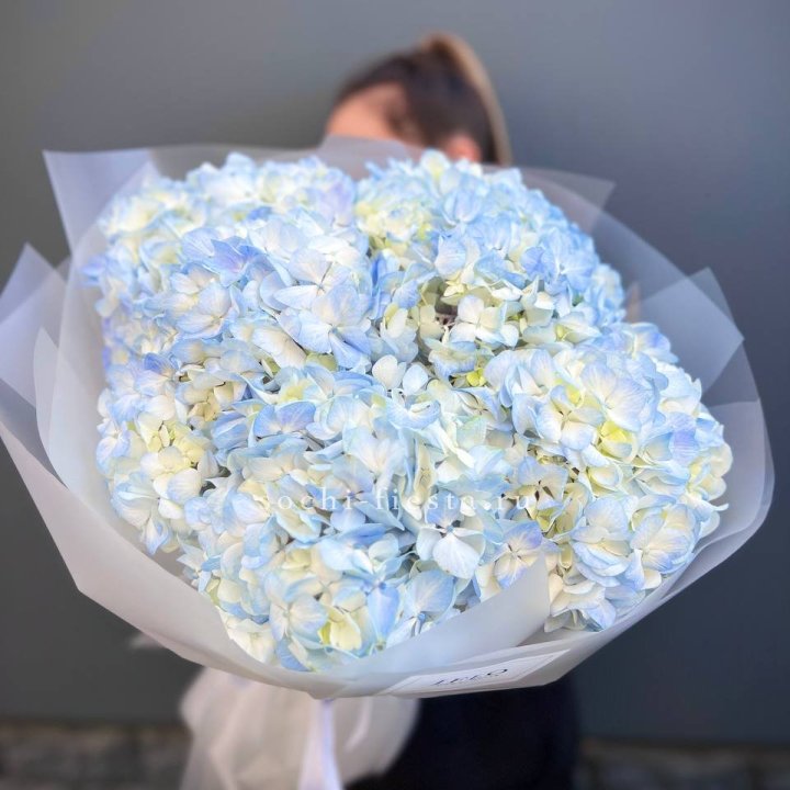 5 голубых гортензий в Кургане