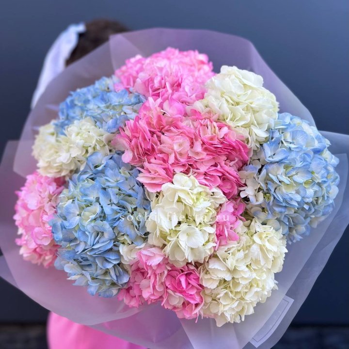 11 гортензий микс в Кургане