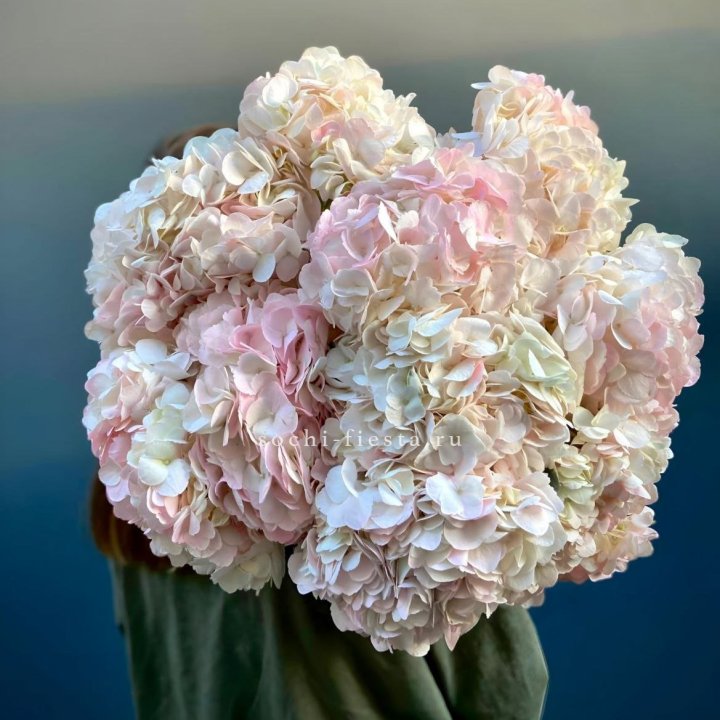 Охапка розовой гортензии в Кургане