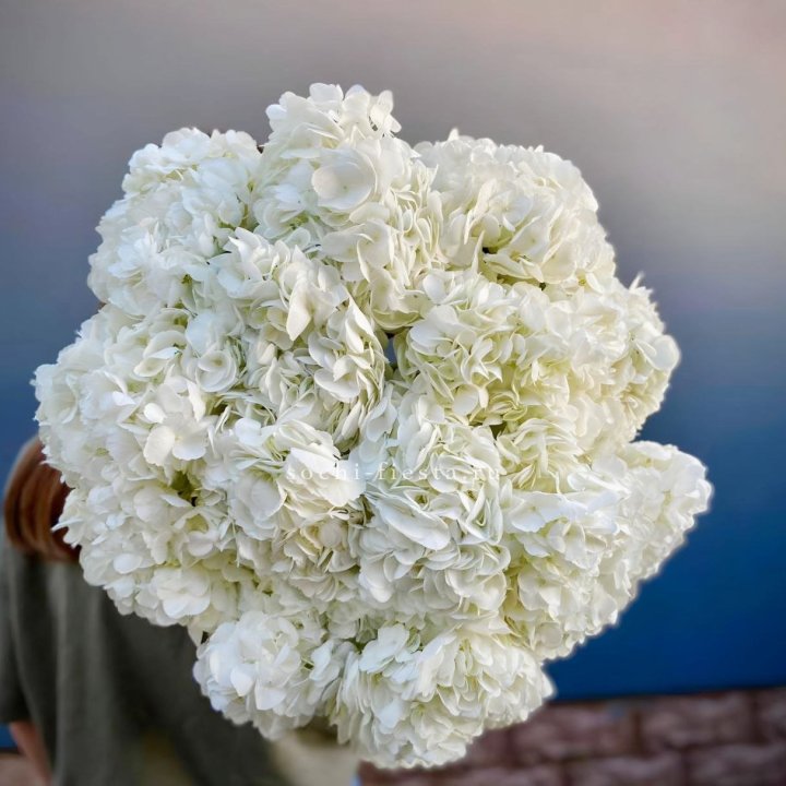 Охапка белой гортензии в Кургане