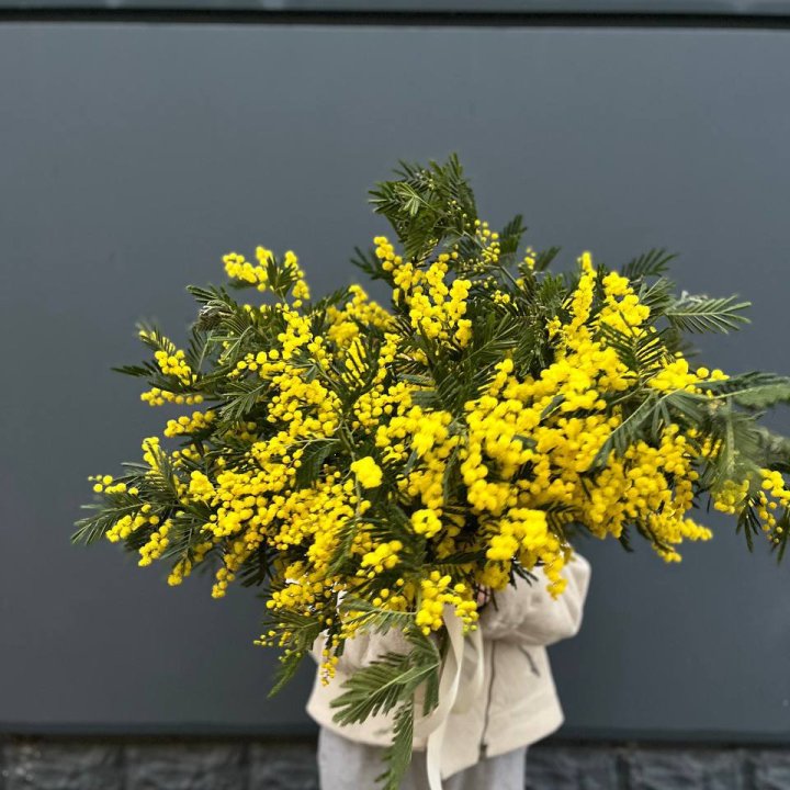 Охопка мимозы в Кургане