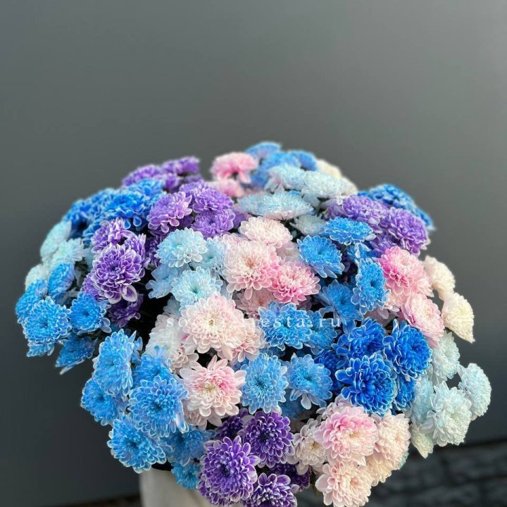 25 цветных хризантем в Кургане