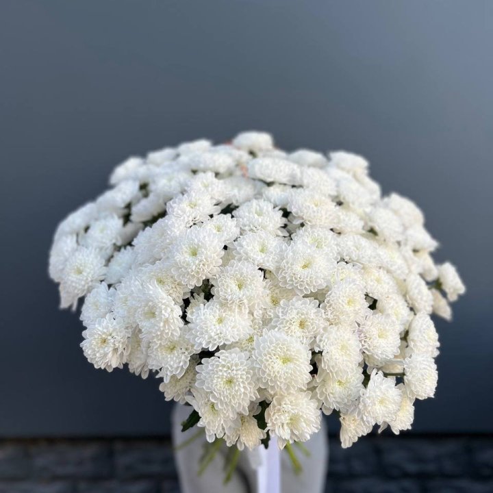  25 хризантем белых в Кургане