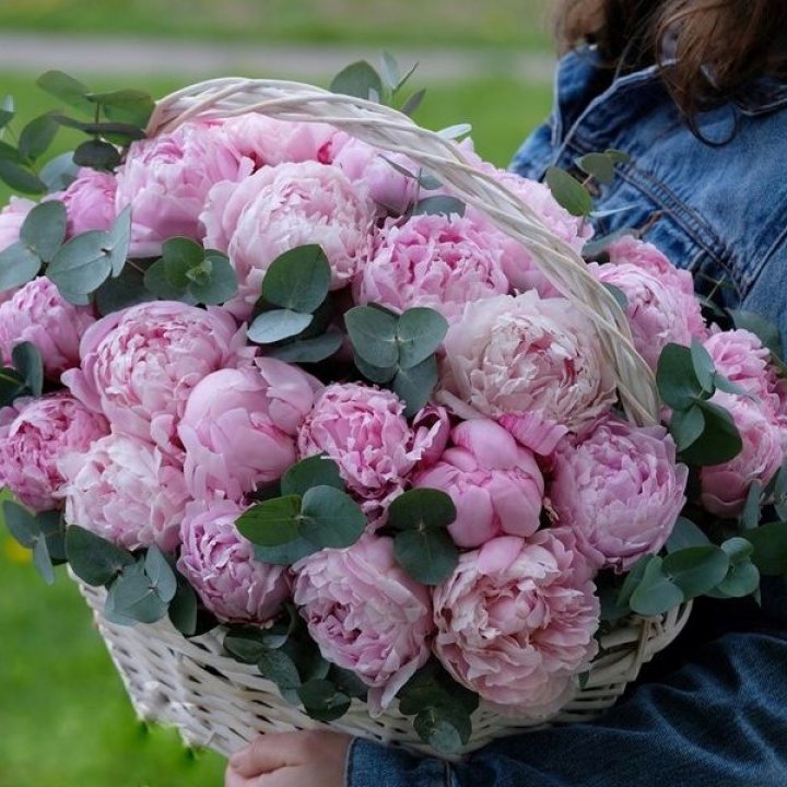 51 пион в корзине в Кургане