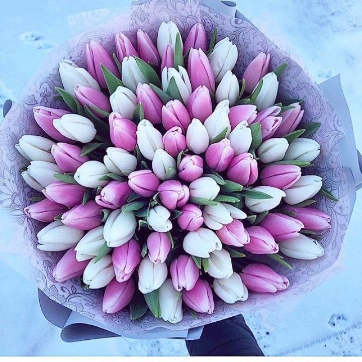 101 тюльпан "Лолипоп" в Кургане